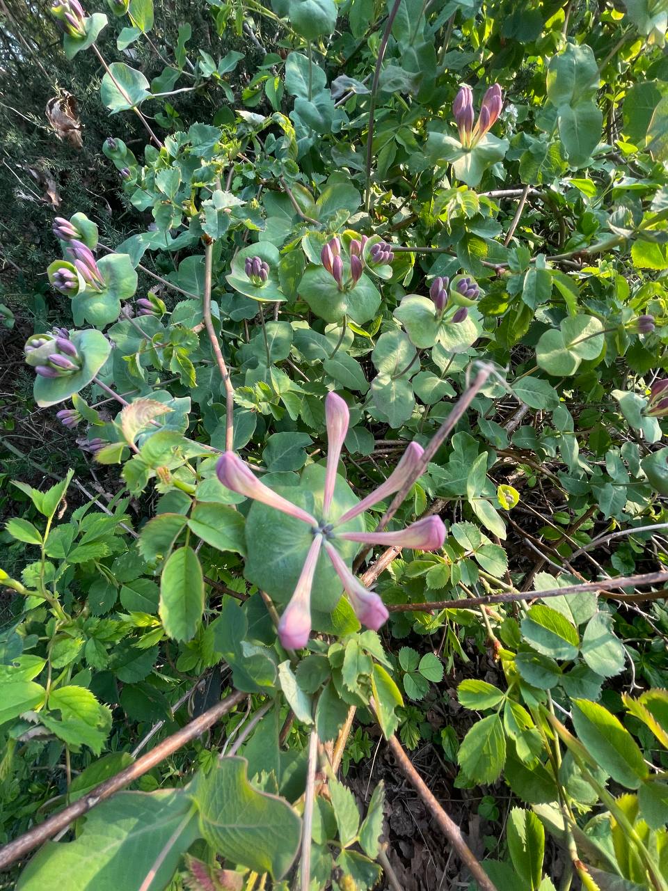 Caprifoglio