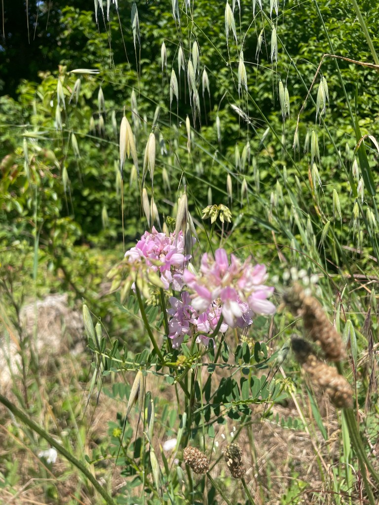 Sulla coronaria