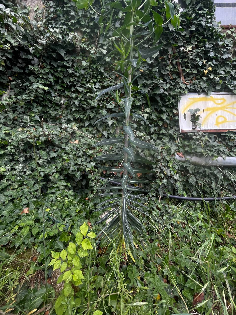 Lattuga selvatica