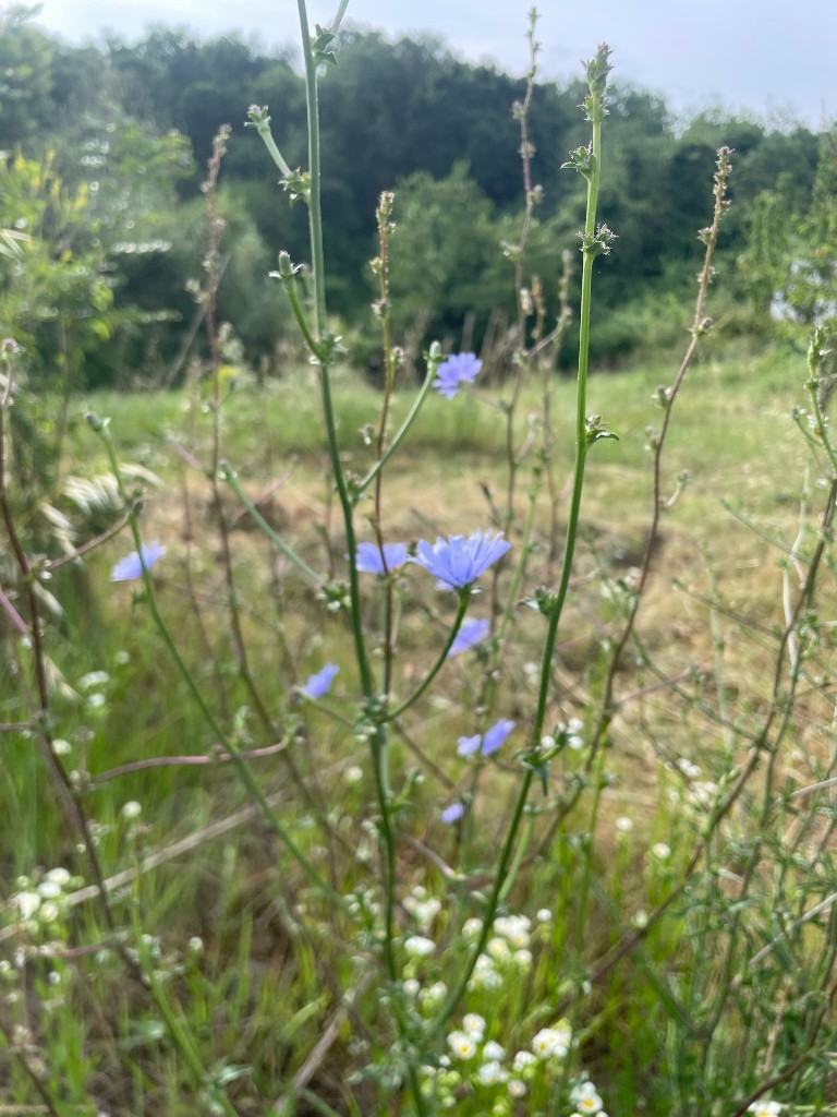 Cicoria comune