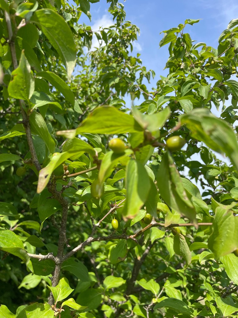 Corniolo