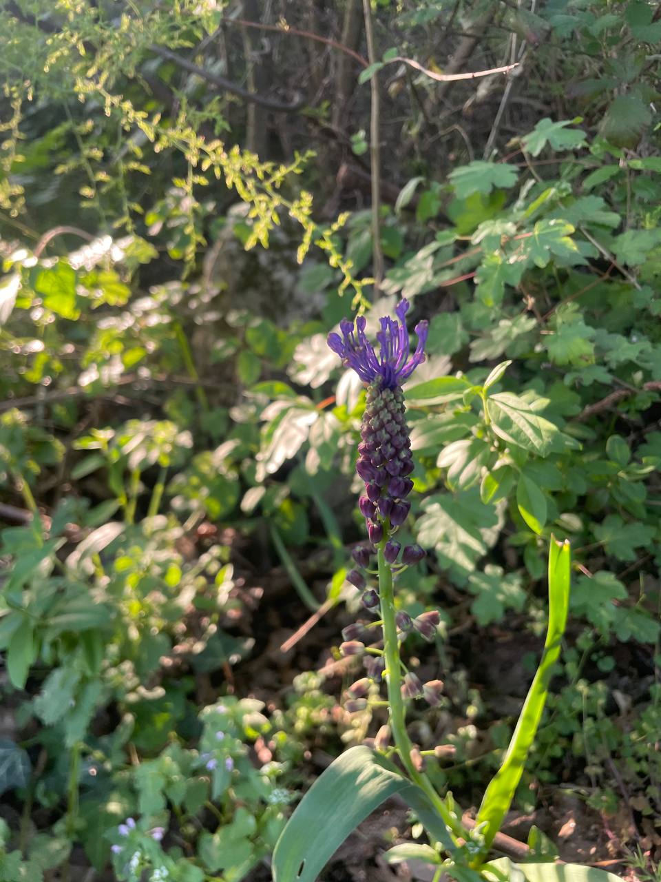 Muscari comoso