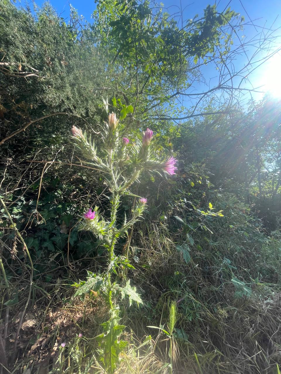 Cardo a capolini ravvicinati
